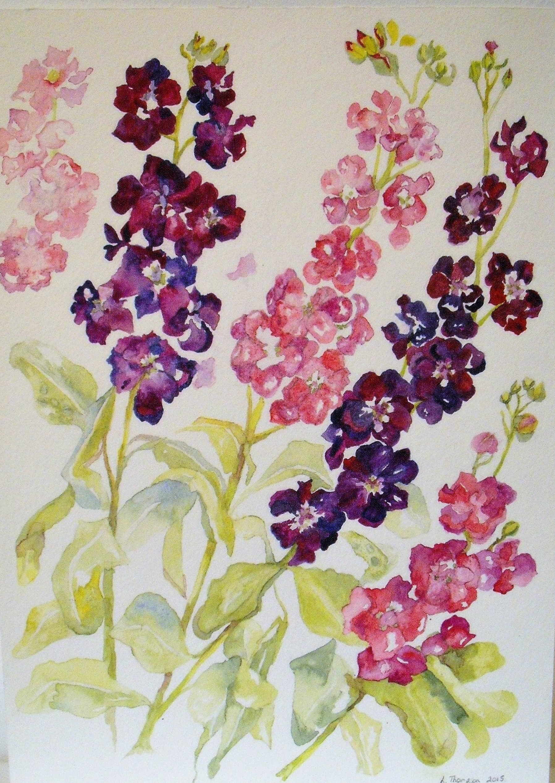 Stocks, watercolour, Watercolour